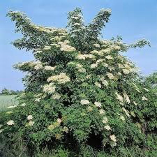 Sambucus nigra 5lt                                