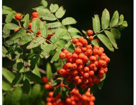 Sorbus aucuparia m25 100/125                      