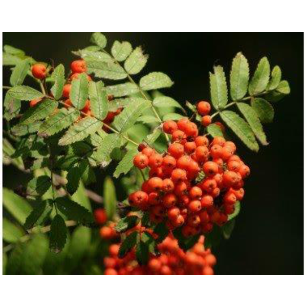 Sorbus aucuparia m25 100/125                      