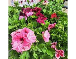 Geraneo grandiflorum candy flowers 2lt            