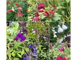Salvia mix flor 3lt                               