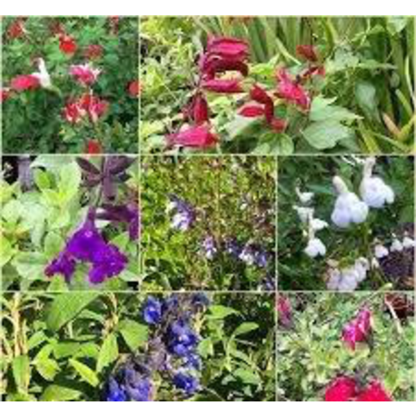 Salvia mix flor 3lt                               