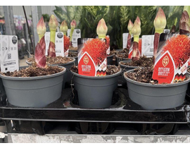 Scadoxus multiflorus m14                          