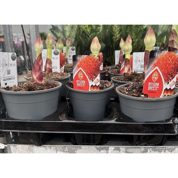 Scadoxus multiflorus m14                          