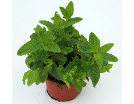 Menta 11                                          