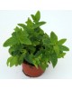 Menta 11                                          