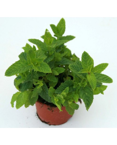 Menta 11                                          