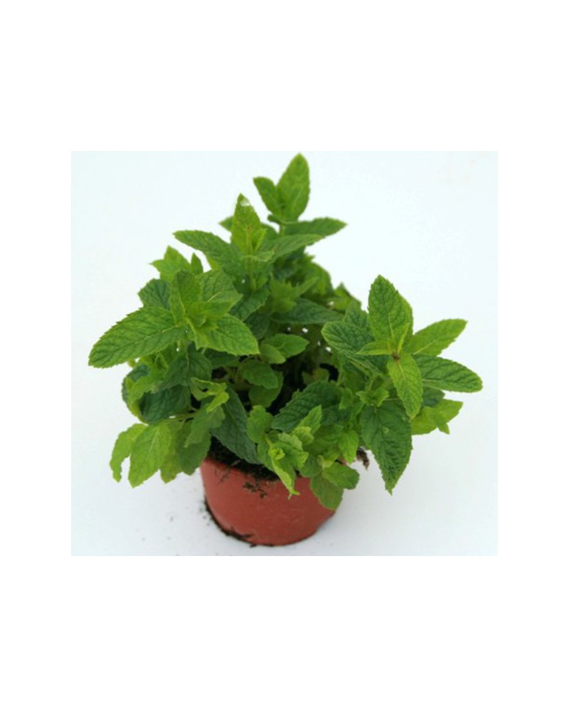 Menta 11                                          