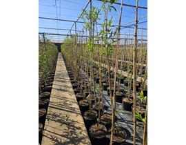 Salix alba m25 175/200                            