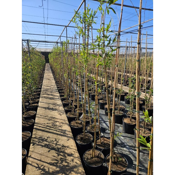 Salix alba m25 175/200                            