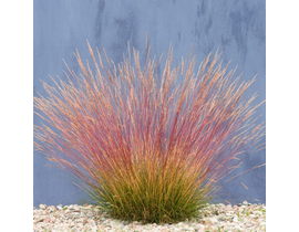 Festuca glauca sunrise 2lt                        