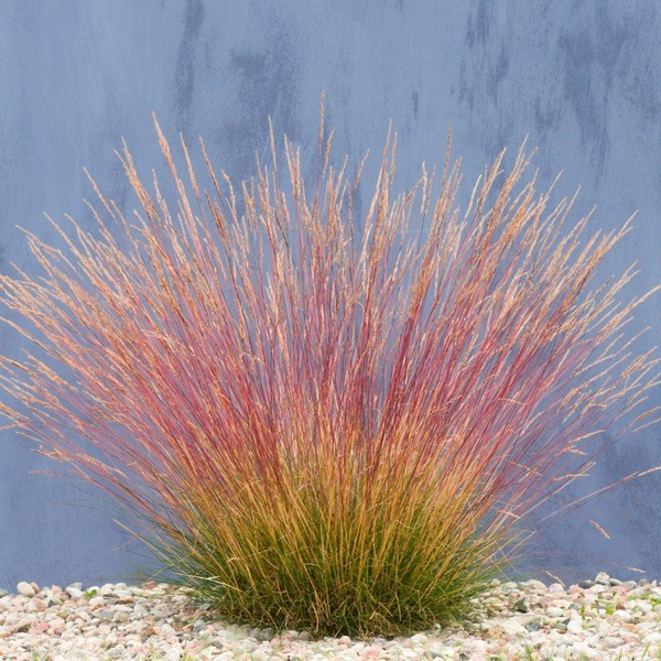 Festuca glauca sunrise 2lt                        