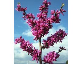 Cercis chinensis m25 175/200                      