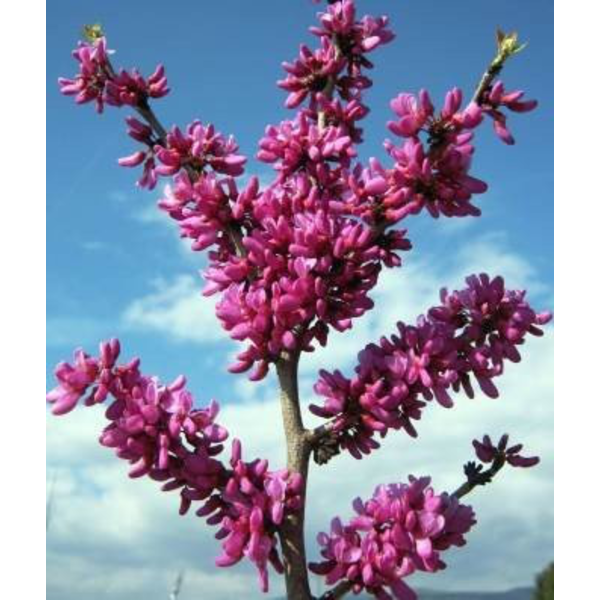 Cercis chinensis m25 175/200                      