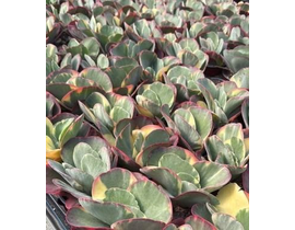 Kalanchoe tyrsiflora variegata m14                