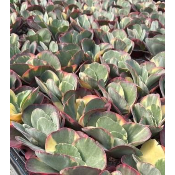 Kalanchoe tyrsiflora variegata m14                