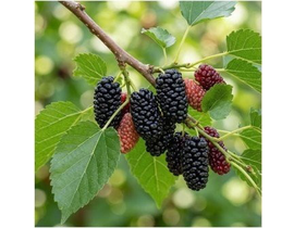 Morus rotundifolia fruto mojo berry m25 175/200   
