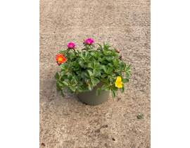 Verdolaga flor sencilla m15                       