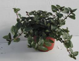 Menta chocolate (pipperita citrata) m11           