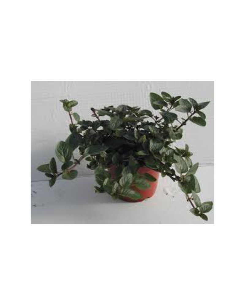 Menta chocolate (pipperita citrata) m11           