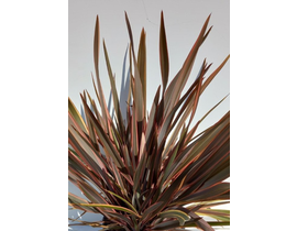 Phormium purpura-rainbow 10lt                     