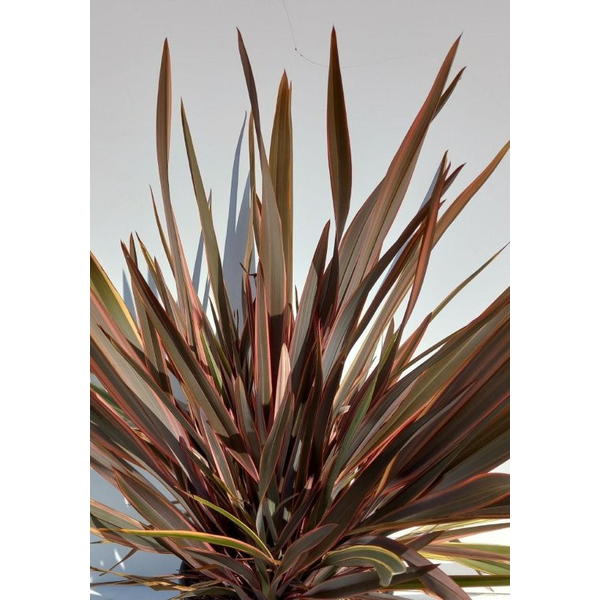 Phormium purpura-rainbow 10lt                     