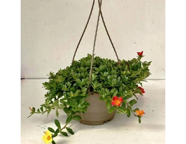 Verdolaga flor sencilla mix m17                   