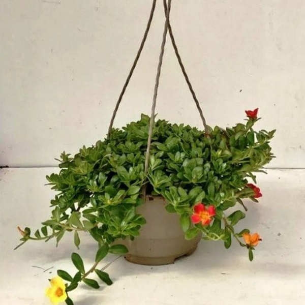 Verdolaga flor sencilla mix m17                   