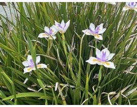 Dietes grandiflora 2.5lt                          