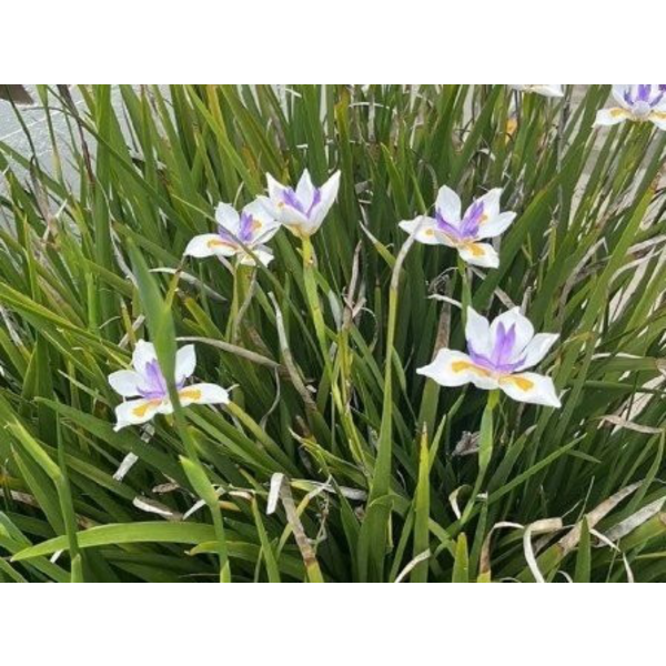 Dietes grandiflora 2.5lt                          