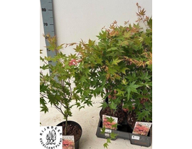 Acer palmatum asahi-zuru m19 60cm                 