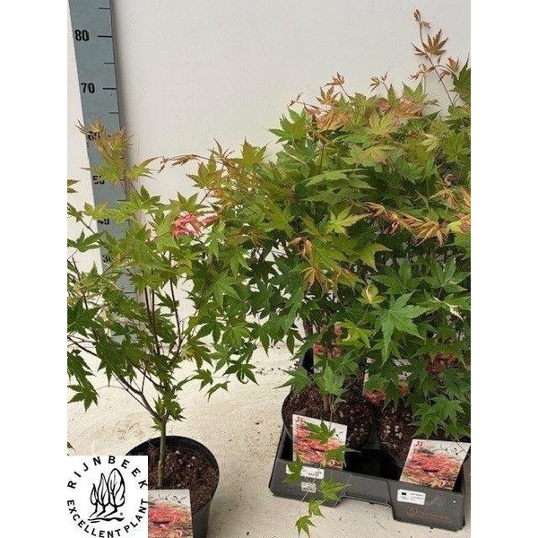 Acer palmatum asahi-zuru m19 60cm                 