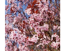 Prunus cerasifera nigra m25 200                   