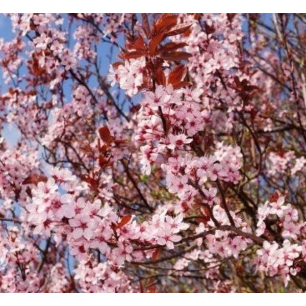 Prunus cerasifera nigra m25 200                   