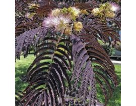 Albizia julibrissin chocolat fountain m25 175/200 