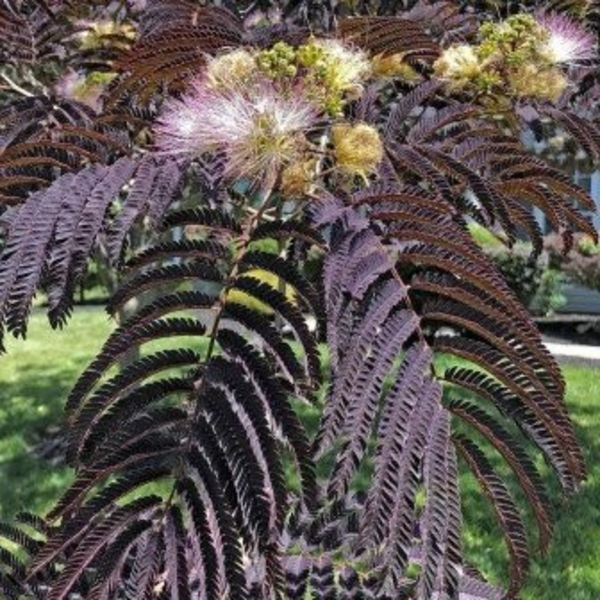 Albizia julibrissin chocolat fountain m25 175/200 