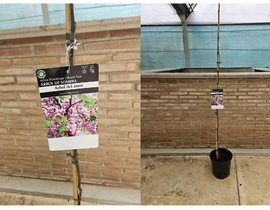 Cercis canadensis m25 175/200                     