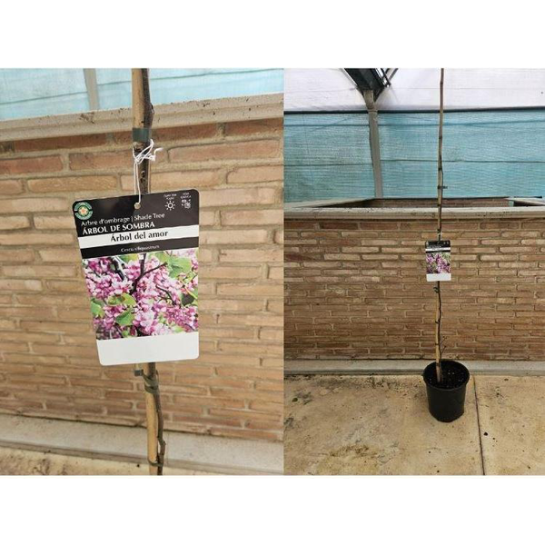 Cercis canadensis m25 175/200                     