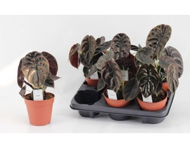 Alocasia red secret m12                           