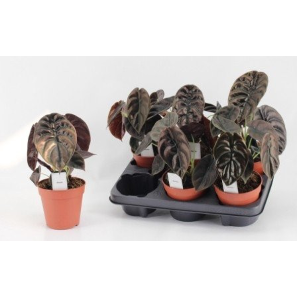Alocasia red secret m12                           