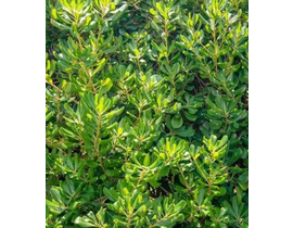 Pittosporum tobira 3lt                            