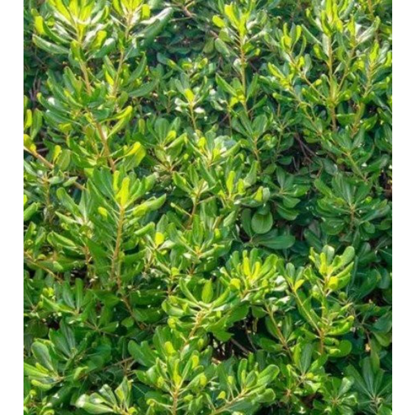Pittosporum tobira 3lt                            