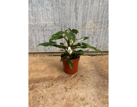 Philodendron white princess m-17                  