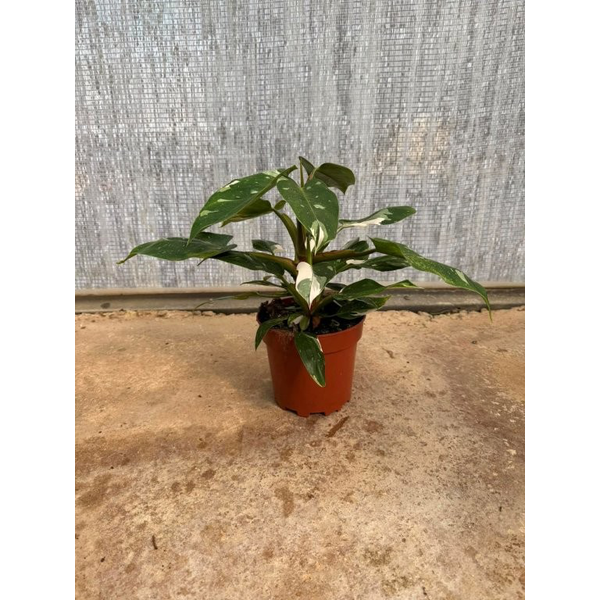 Philodendron white princess m-17                  