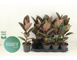 Ficus robusta pink camouflage m14                 