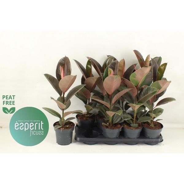 Ficus robusta pink camouflage m14                 