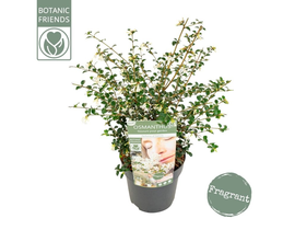 Osmanthus perfum nature m19                       