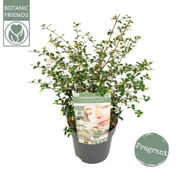 Osmanthus perfum nature m19                       
