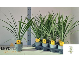 Cordyline australis peko m13                      