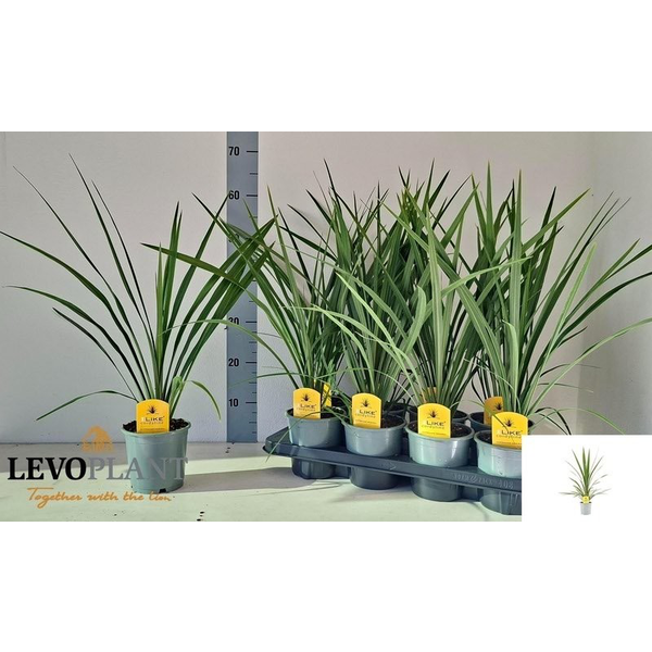 Cordyline australis peko m13                      
